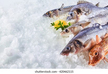 High Angle Still Life of Variety of Raw Fresh Fish Chilling on Bed of Cold Ice in Seafood Market Stall with Copy Space - Powered by Shutterstock