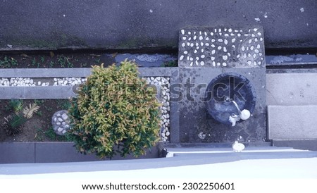 High angle Stone hand washing facilities. Acmena is a genus of shrubs and trees in the myrtle family Myrtaceae. ornamental plants in front of the yard of the house or office