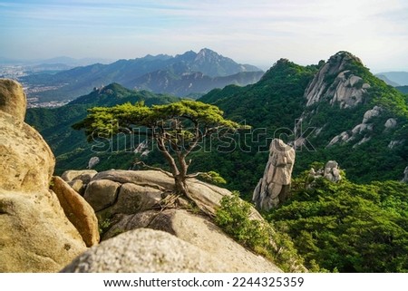 High angle and summer view of a pine tree on rock cliff over Uiam Rock at Dobongsan Mountain near Dobong-gu, Seoul, South Korea
