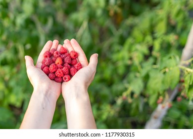 High Angle Top View Close Up Cropped Photo Of Lady Hands Hold Red Raspberries Isolated On Green Vivid, Shine Background With Copy Space For Text