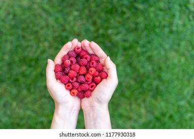 High Angle Top View Close Up Cropped Photo Of Person Lady Hands Hold Red Raspberries Isolated On Green Vivid, Shine Background With Copy Space For Text