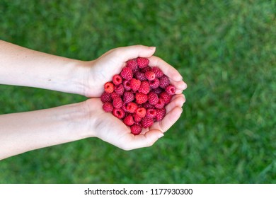 High Angle Top View Cropped Photo Of Person Lady Hands Hold Sweet Red Raspberries Isolated On Green Vivid, Shine Background With Copy Space For Text