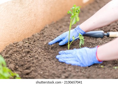 A high angle of unrecognizable person in gloves working in garden
