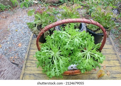 High Angle View Above Lettuce Plants Outdoors In A Garden On A Table In A Wicker Basket.