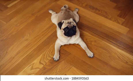 High angle view of adorable pug dog lying on wooden floor with claws scratches at home. Portrait of cute and funny pet dog resting on floor. Life of pets, concept of best friend ever