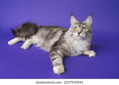 High angle view of American Forest Cat black silver classic tabby and white color lying down on blue background, looking at camera. Part of series of photos cute kitten one year old with yellow eyes