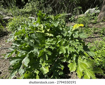High angle view of bear's breeches (Acanthus mollis) green leaves growing in a botanical garden. Beautiful ornamental perennial plant with glossy foliage on a bright sunny spring day background.