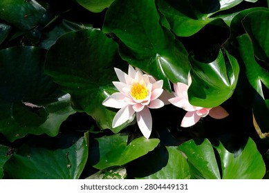 High angle view of a beautiful pink water lily flower blooming among dark green lily pads on a pond.