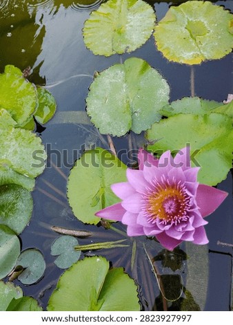 High angle view of a beautiful pink water lily blooming in a clear pond surrounded by floating green lily pads
