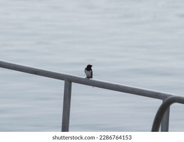 High angle view of bird perching on railing over sea