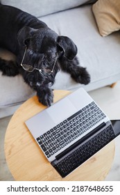 High Angle View Of Black Dog Wearing Glasses For Vision Lying On Sofa In Front Of Laptop Computer