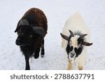 High angle view of a black ram with curved horns and a white goat standing together on white snow in winter.