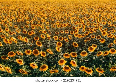 High Angle View Of Blooming Sunflower Plantation Field From Drone Point Of View In Summer Sunset