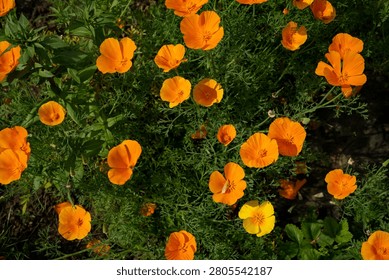 High angle view of bright orange California poppy flowers blooming in a summer garden