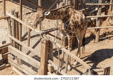 High Angle View of Captive Giraffe Surrounded by Fences