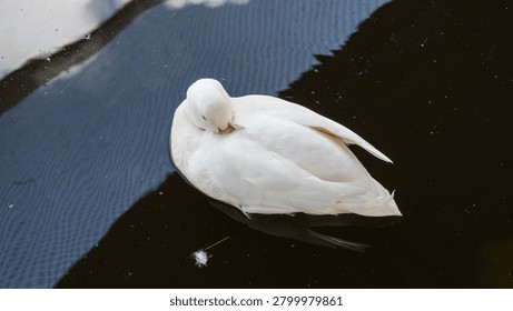 High angle view of a clean white duck sleeping and cleaning its feathers while floating on dark water reflecting sky ripples