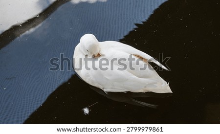 High angle view of a clean white duck sleeping and cleaning its feathers while floating on dark water reflecting sky ripples