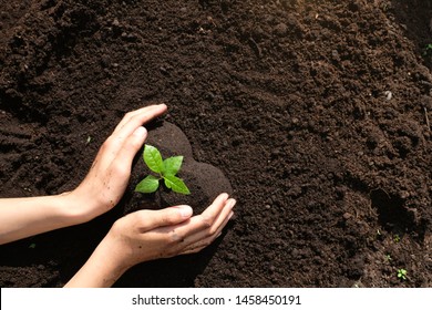 High angle view close up  two hands holding one young seedling  in heart shape soil. Environmental awareness, planting trees project, save nature, secure the future for children and next generation.