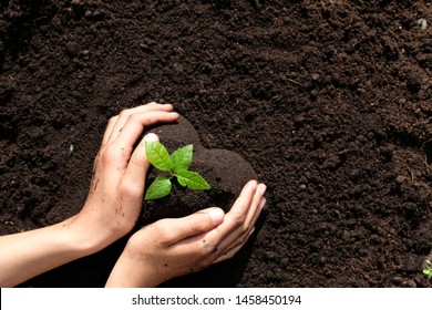 High Angle View Close Up  Two Hands Holding One Young Seedling  In Heart Shaped Soil. Environmental Awareness, Planting Trees Project, Save Nature, Secure The Future For Children And Next Generation.