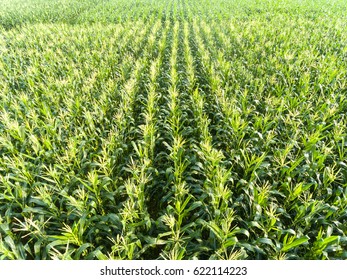 12,902 Corn Field Top View Images, Stock Photos & Vectors 