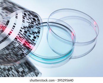 High Angle View Of Curled DNA Sequencing Gel And Petri Dish