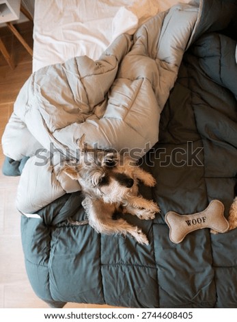 High angle view of a cute Miniature Schnauzer resting on a bed with a dog toy