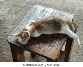 High angle view of a cute stray calico kitten sleeping soundly on an old, weathered wooden stool.