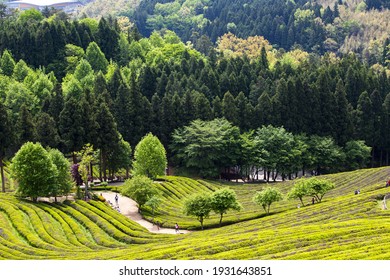 High Angle View Of Daehan Dawon Tea Plantation In Spring Near Boseong-gun, South Korea 
