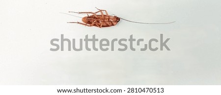 High angle view of a dead cockroach lying upside down on its back on a clean white background.