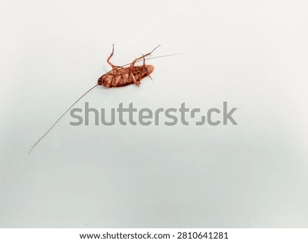 High angle view of a dead cockroach lying upside down on its back on a clean white background.