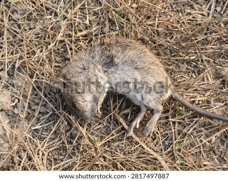 High angle view of a dead field mouse or rat lying on dry grass and soil in the garden. Concept of pest control, rodent hygiene problems, disease transmission, or natural death of wildlife