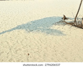 High angle view of a distinct dark shadow of a palm tree cast over clean white sand on a tropical beach.