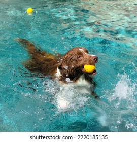 High Angle View Of A Dog Splashing In A Swimming Pool