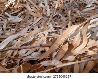 High angle view of dry eucalyptus leaves on the ground forming a natural autumn texture.