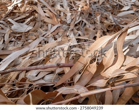 High angle view of dry eucalyptus leaves on the ground forming a natural autumn texture.