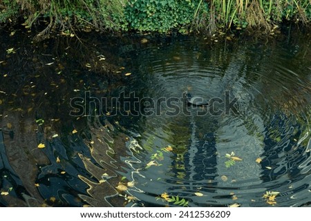 A high angle view of a duck swimming in the middle of ripples in the Bruges city canal