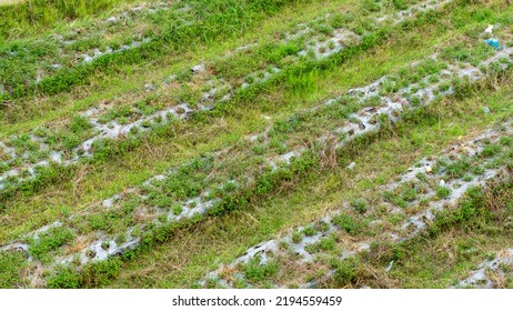 High Angle View Of Farmland Row Crops. Cultivation Farm