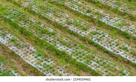 High Angle View Of Farmland Row Crops. Cultivation Farm