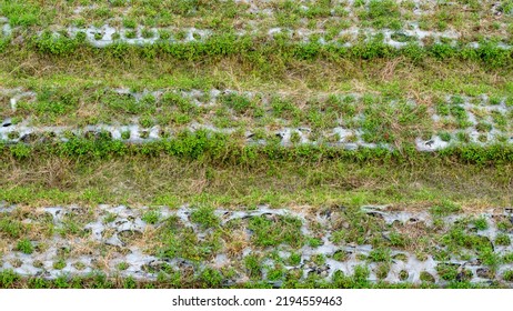 High Angle View Of Farmland Row Crops. Cultivation Farm