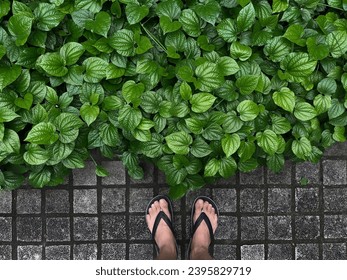 High angle view of feet in front of botanic garden - Shutterstock ID 2395829719