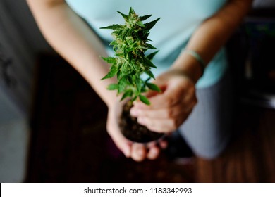 High Angle View Female Holding Small Cannabis Plant