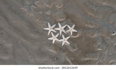 High angle view of five small white starfish grouped closely together on the textured wet sand beach.