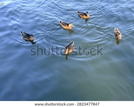 High angle view of five wild ducks swimming on blue water surface.