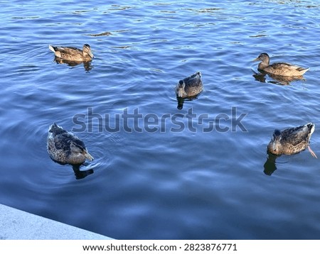 High angle view of five wild ducks swimming on calm blue water surface.