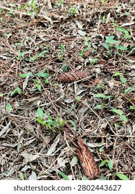 High angle view of a forest floor covered with dry leaves, pine needles, pine cones, and small green sprouts.