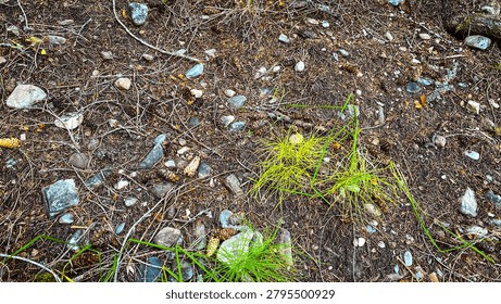 A high angle view of forest ground covered in dry pine needles small brown pinecones twigs and scattered grey stones with a few bright green grass tufts growing in the center