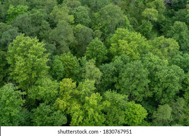 A high angle view of a forest of treetops.