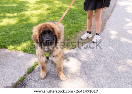 High angle view of four-month old Leonberger female sand and red puppy looking up with friendly expression while walking on lead with owner during a sunny spring day
