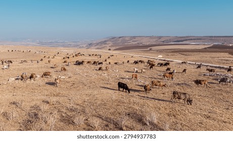 High Angle View of Free Range Cattle Herd Grazing on Rural Valley Hillside Pasture