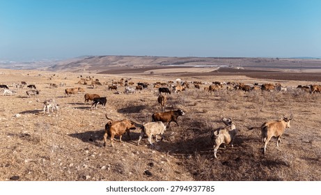 High Angle View of Free Range Cattle Herd Grazing on Rural Valley Hillside Pasture